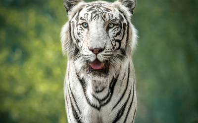 Тигр (1920x1080)