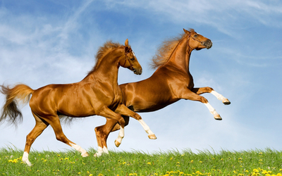 Horses (1920x1080)
