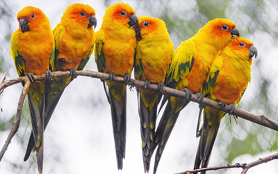 Lovebird Parrots (1920x1080)