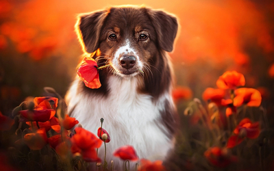 Собака и цветы (1920x1080)
