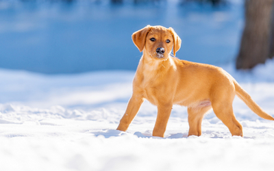 Puppy in Winter (1920x1080)